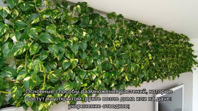 Плющ садовый вечнозеленый морозостойкий — как посадить в саду смотреть онлайн