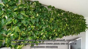 Плющ садовый вечнозеленый морозостойкий — как посадить в саду