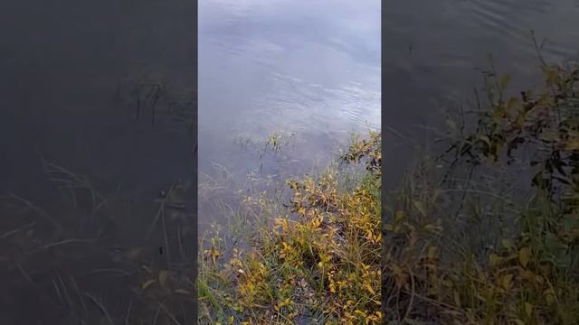 Чукотские рыбы - ХАРИУС. смотреть онлайн