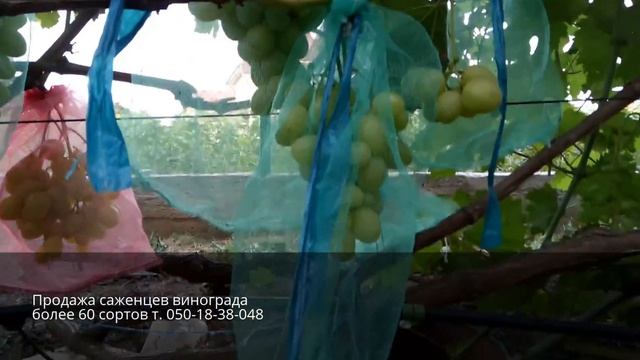 Виноград Лия смотреть онлайн