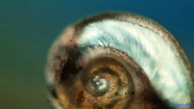 Очень маленькая водяная улитка // Very small water snail смотреть онлайн