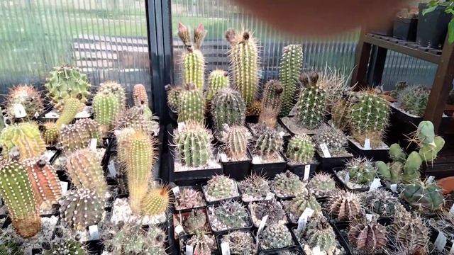 Необычный кактус Эхиноцереус.Эпифиллумы.Поляна кактусов.Цветение.Маммилярии.Kakteen. смотреть онлайн