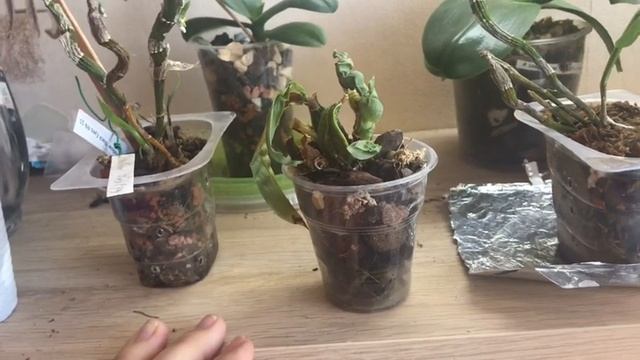 Новая орхидея пафиопедилум/обзор легато и других орхидей!Ирис зацвел! смотреть онлайн