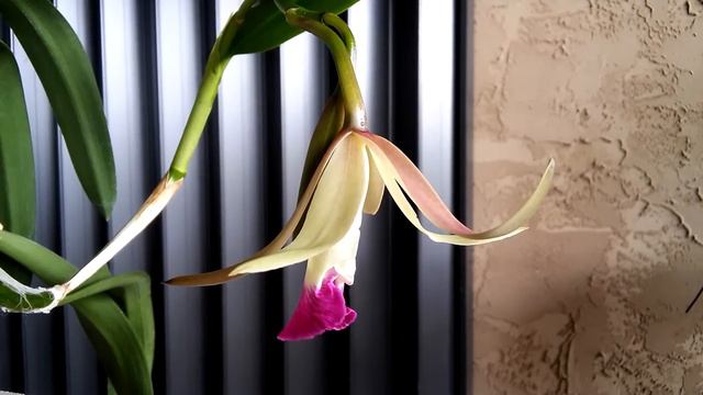 Cattleya · Delicate Blc Marg Putman opening overnight смотреть онлайн