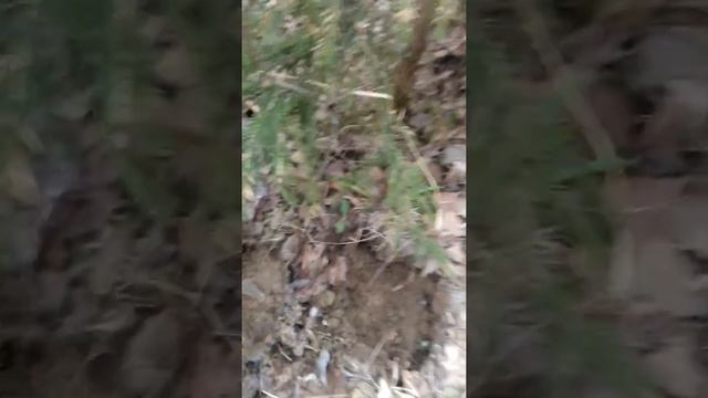 Нашел пистолет в кобуре смотреть онлайн