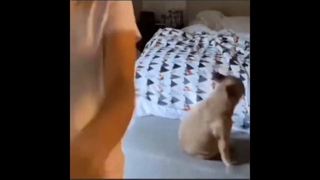 Сколько стоит мой компьютер/Животные и люди и улётные моменты с ними смотреть онлайн