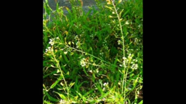 Бульба- степь смотреть онлайн