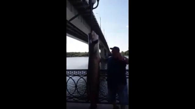 В Астрахани поймали сома с человеческий рост смотреть онлайн
