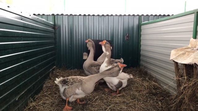 Гуси холмогорские 17(глинистые) смотреть онлайн