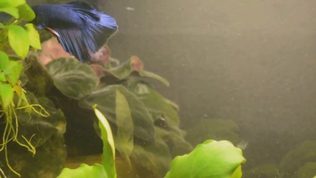 рыбка петушок в аквариуме смотреть онлайн