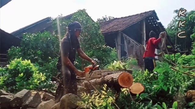 Tebang pohon trembesi buat kayu bakar ‼️ gergaji mesin stihl ms381 смотреть онлайн