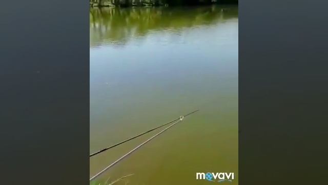 Рыбалка на карася Herabuna Москва, Южное Бутово. Херабуна рулит! смотреть онлайн