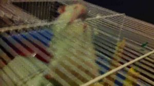 Хомка ! Вечная тебе память !