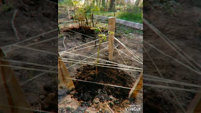 Высаживание каштанов, выращенных мною! смотреть онлайн