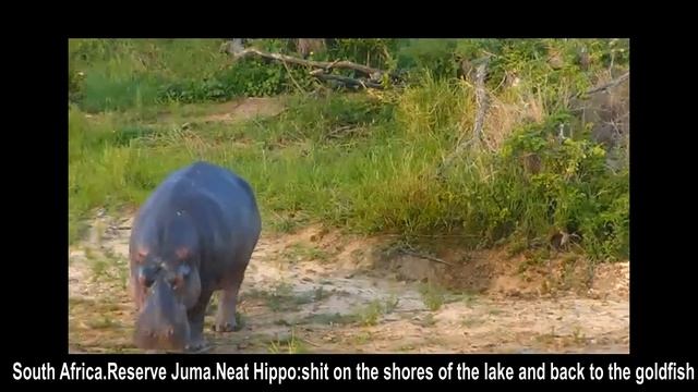 WildLife Бегемот навозом метит свою территорию в Джума Africa Hippo Marks Territory