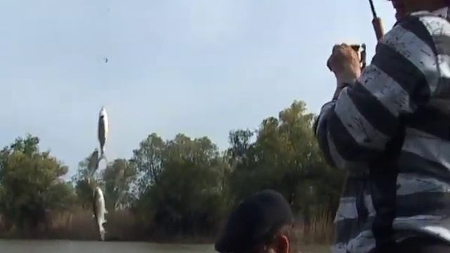 Ловля воблы и подлещика - Fishing of a vobla and white bream смотреть онлайн