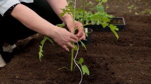 Как правильно посадить помидоры. Высадка и подвязка томатов. Экспертный совет. 0+