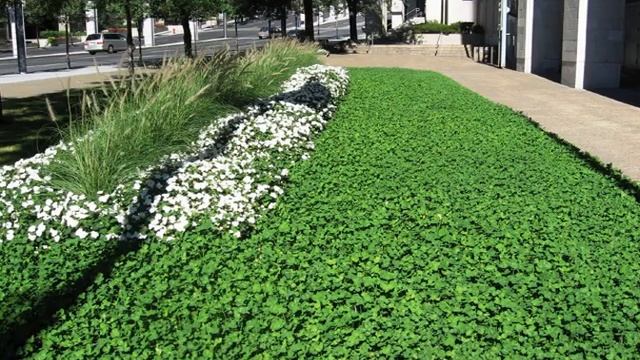 Как выглядит лист клевера на удачу смотреть онлайн