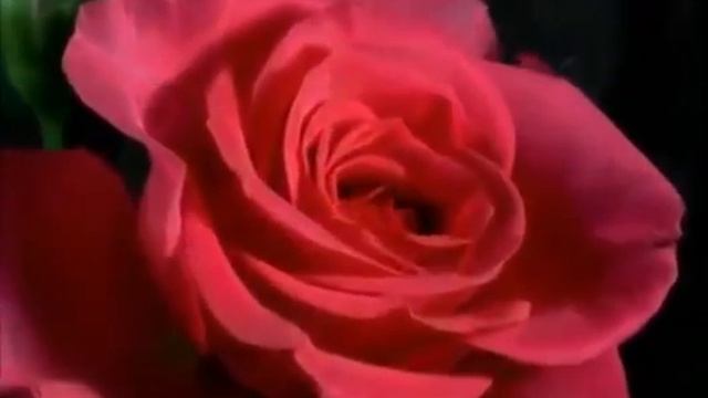 Hello, Honey Russian popular song in the English version Sergei Chekalin смотреть онлайн