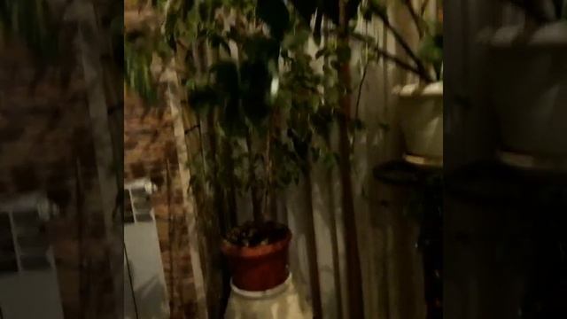 Зимний сад в нашей квартире смотреть онлайн