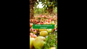 Почему осыпаются плоды?
