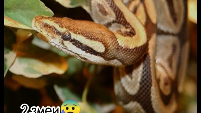 угадай чего я из этих вещей боюсь больше всего смотреть онлайн