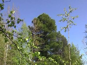 Сургутские красоты (часть 1), Сургут, видео, 2011