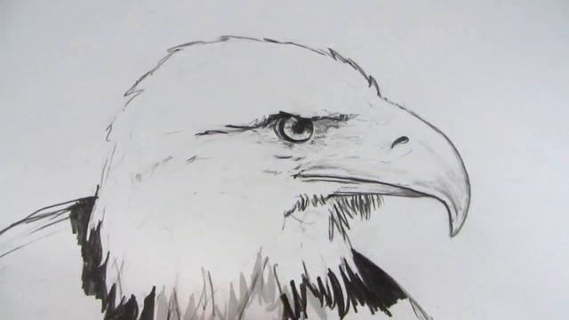 How to Draw an Eagle's Head: TL смотреть онлайн