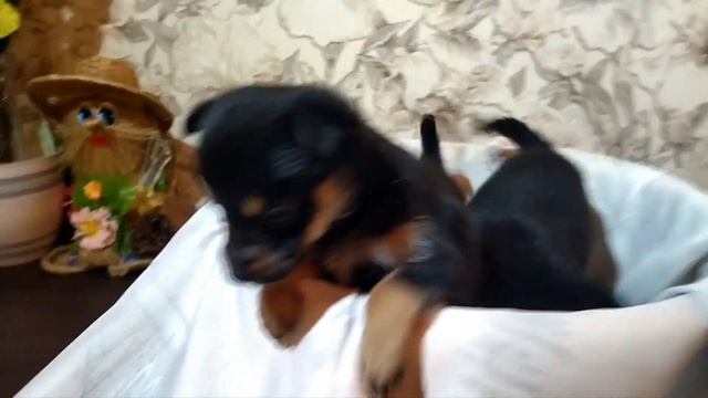 Щенята -медвежата ищут дом! смотреть онлайн