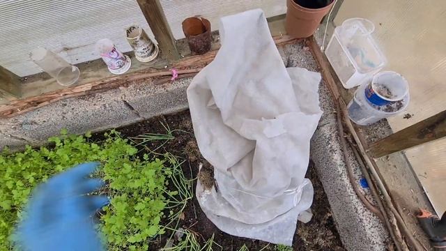 Закрываю сезон в саду. Укрытие растений.  Зима близко. Убрала в сарае. Листья. Корм для птиц.