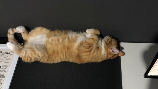 А как спят ваши коты и кошки?! / Рэди тебе нормально? смотреть онлайн