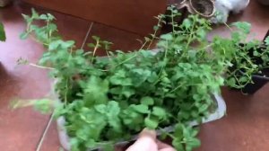 Как посеять и вырастить МЯТУ, МЕЛИСУ и КОТОВНИК лимонный из семян дома