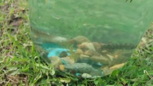 Где поймать тритона