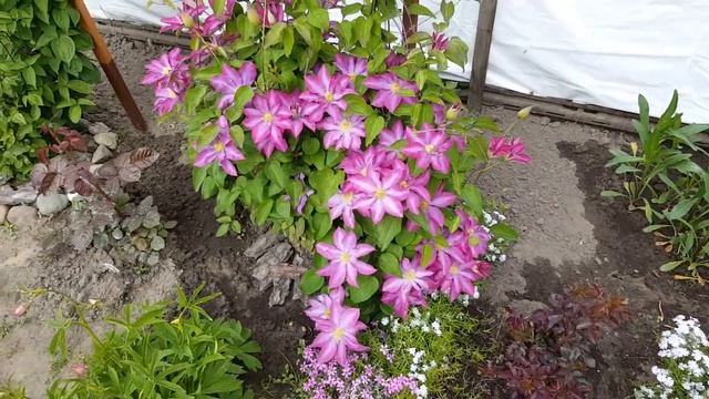 Клематис Какио через 5 лет . Clematis Kakio . Японские сорта клематисов . смотреть онлайн
