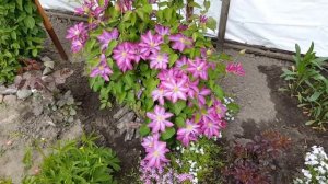 Клематис Какио через 5 лет . Clematis Kakio . Японские сорта клематисов .