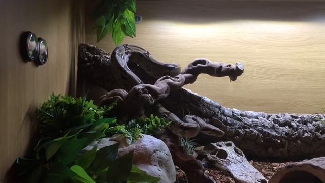 BOA CONSTRICTOR EXPLORING смотреть онлайн