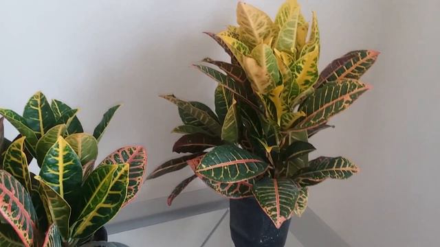 Fall Plant Collection and Plant Haul (2018) | Croton Plant Haul смотреть онлайн
