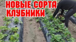 Новые сорта клубники Ания, Александра, Ксанте,  Московия, Лауреата, Франческа, Сильвия!