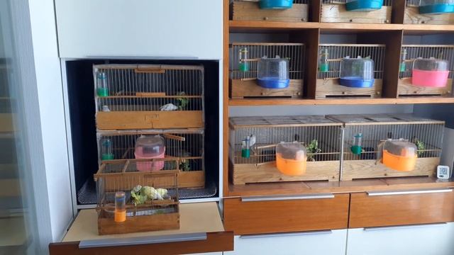 Содержание и разведение канареек. смотреть онлайн