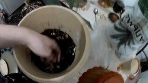 Кливия. Размножение, пересадка, уход.