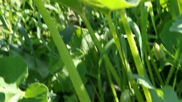 распопов. Поле безпахоты продолжение в июле 26.07..avi смотреть онлайн