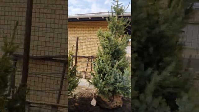 ЕЛЬ СЕРБСКАЯ #крупномерыворонеж #посадкакрупномеров #посадкарастений смотреть онлайн