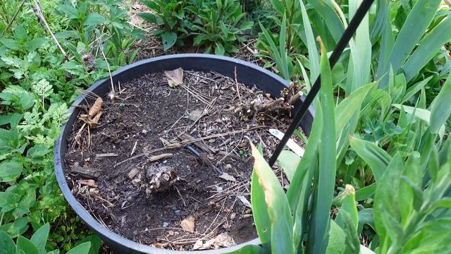 Late May Side Garden Tour - Things are filling in! смотреть онлайн