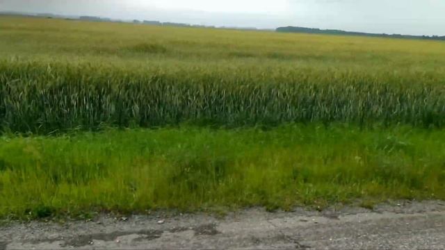 На покосе / Mowing / Mähen / Кич. Ире һәм улы үлән чабалар / 晚間。 丈夫和兒子割草 смотреть онлайн