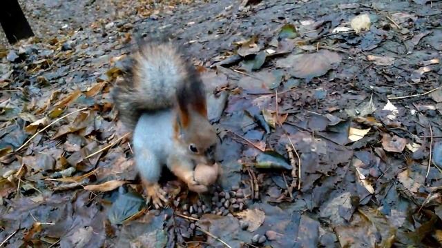 стёртые носы / wasted nose fur смотреть онлайн