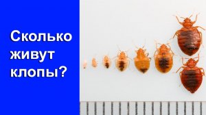 Сколько живут клопы - без еды, без крови, в квартире