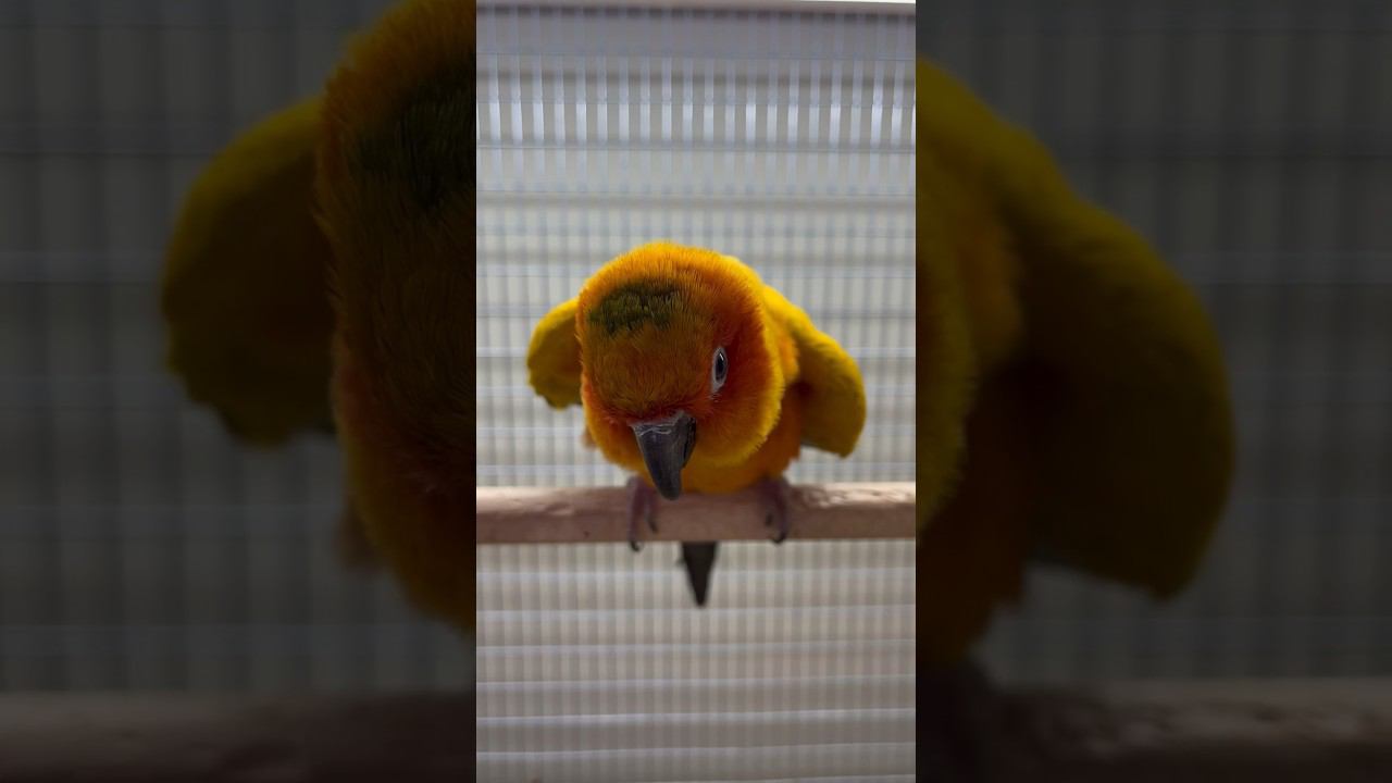 Попугай Аратинга Солнечный #попугай смотреть онлайн