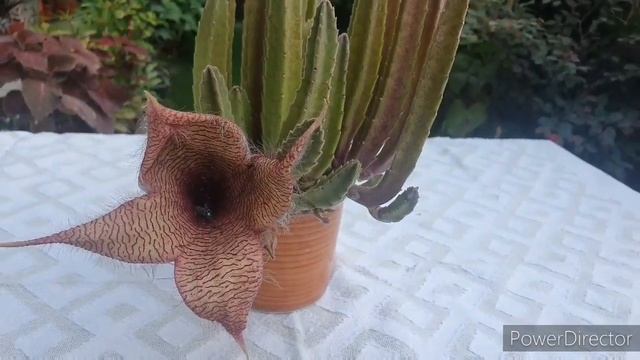 Cactus That Can Be Kept Indoors- Stapelia Gigantea//Flowering Cactus