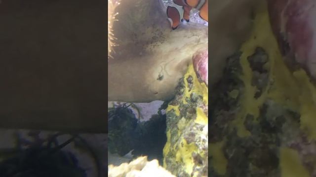 Разведение рыбок клоунов амфиприонов оцелярисов Amphiprion Ocellaris aufziehen смотреть онлайн