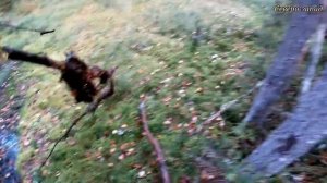 ВЕЗДЕХОД "АКУЛА" // ПО СЛЕДАМ КАРАКАТА ЗИС-5 // ЧТО КРУЧЕ? РЕШАТЬ ВАМ!